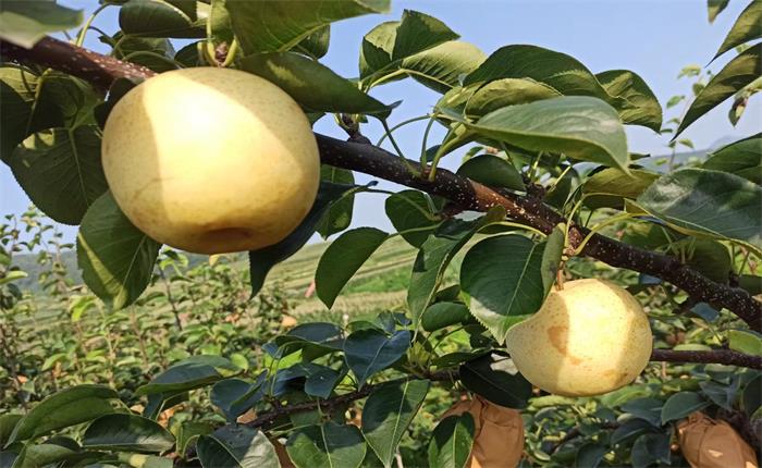 AGׯ�С�(�й�)����