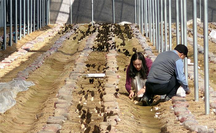 AGׯ�С�(�й�)����